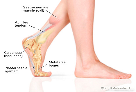 anatomy of the ankle
