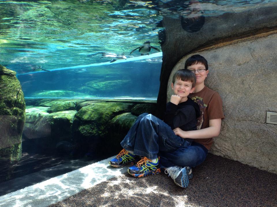 two boys sitting together in front of aquarium with penguins